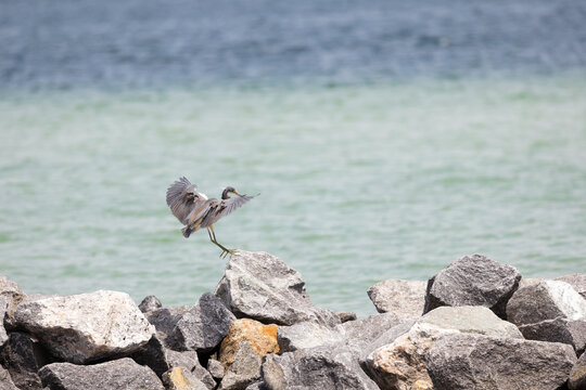 Tricolored Heron Landing on Rocks by Water at Veteran's Park Rookery in Fort Walton Beach Florida