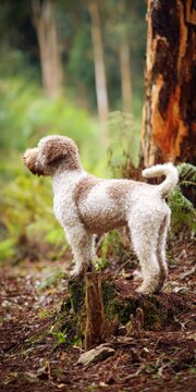 Lagotto romagnolo truffle dog standing on tree stump