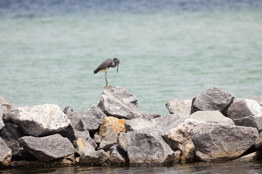 Tricolored Heron Standing on Rocks at Veteran's Park Rookery Near Fort Walton Beach in Florida