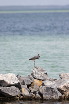 Tricolored Heron Stands on Rocks Near Water at Veteran's Park Rookery in Fort Walton Beach Florida