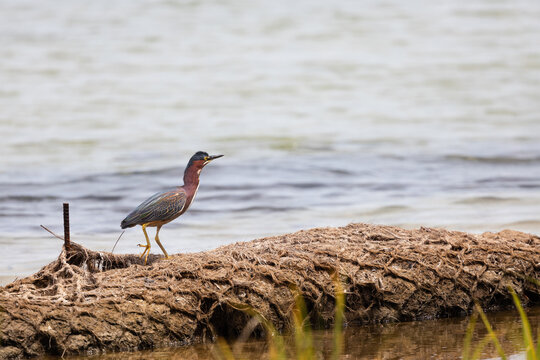 Green Heron Foraging at Veteran's Park Rookery in Fort Walton Beach Florida