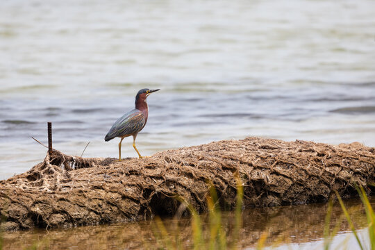 Green Heron Standing on a Log at Veteran's Park Rookery in Fort Walton Beach Florida Near Water