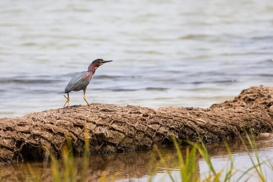 Green Heron Walking Along the Shoreline at Veteran's Park Rookery in Fort Walton Beach Florida