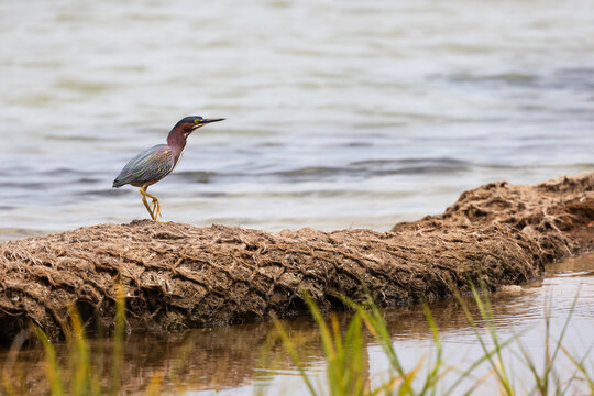 Green Heron Standing by Water at Veteran's Park Rookery in Fort Walton Beach Florida During Daylight