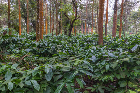Coffee plantation in Coorg, Karnataka, India