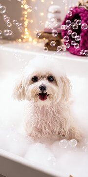 Maltese puppy enjoying a bubble bath grooming session