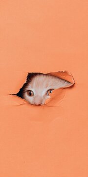 Kitten peeking through torn orange paper background