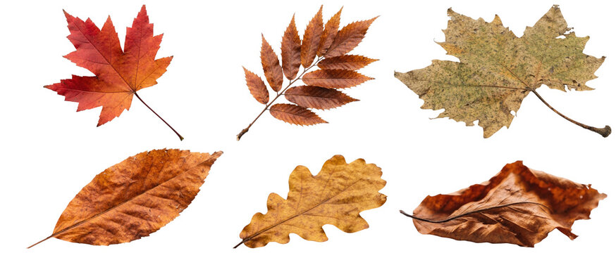 A set of six isolated autumn leaves in warm copper, bronze, gold, and red tones.