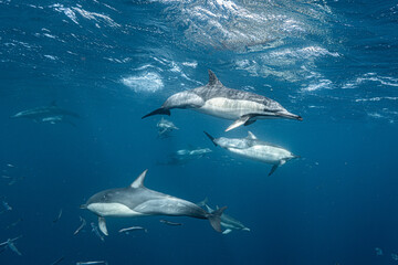 Obraz premium Common dolphins swimming underwater during sardine run