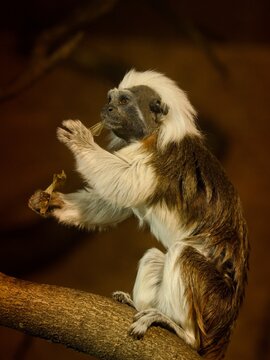 Cotton-top tamarin (Saguinus oedipus)