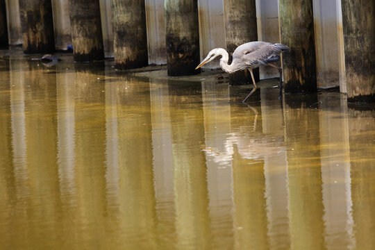 Great Blue Heron Hunts for Food at Veteran's Park Rookery in Fort Walton Beach, Florida in a Shallow Water Area