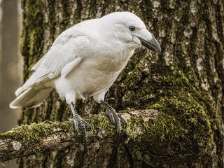 Obraz premium Rare Leucistic Corvus corax on Mossy Limb in Forest Habitat
