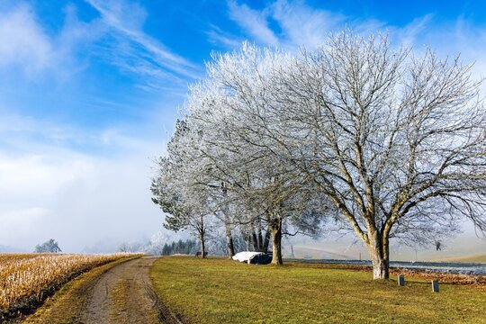 Frost covered trees along a rural dirt road in winter