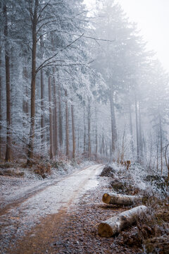 Snowy winter forest road with tall frost covered trees