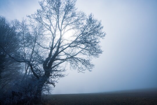 Bare tree standing in a foggy winter landscape