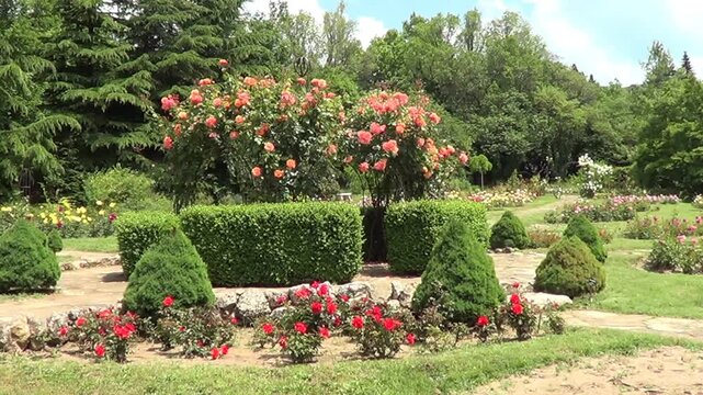 Rosarium in Botanic garden in Saints Constantine and Helena resort, Bulgaria.