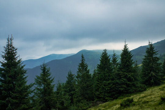 Misty mountain range with evergreen trees in the foreground