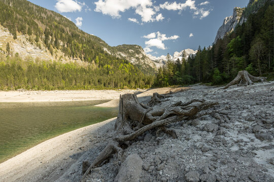 The shore of Vorderer Gosausee lake featuring exposed tree stumps and roots with mountains and evergreen trees in the background. Upper Austria, Austria.