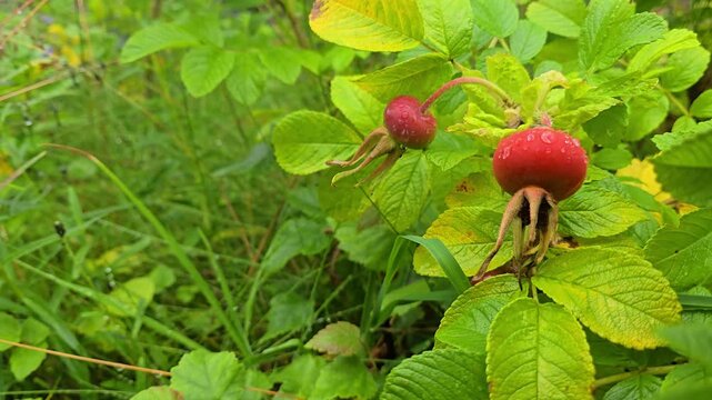 Rose Hips Growing in Rocks and Grass. Norway, Alver. August