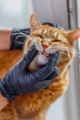Veterinarian examining the teeth of an orange tabby cat during a checkup © Тарас Белецкий