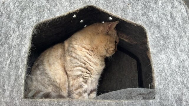 An adorable cat in its cozy house.