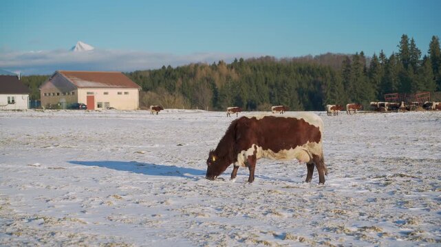 Cows grazing on winter snow covered meadow, small forest and mountains in distance