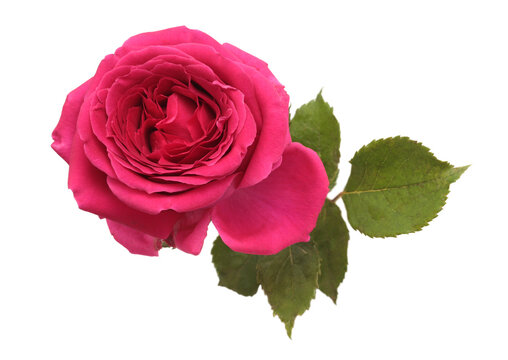 Pink, red, purple Rose Flower bud bouquet, leaf isolated on white. Natural art background. Top view.