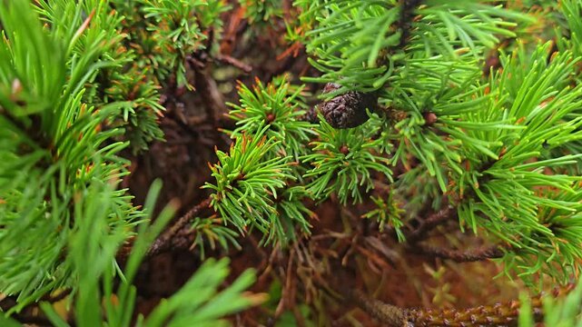 A pine branch with green needles and brown cones in the forest. Norway, Alver. August