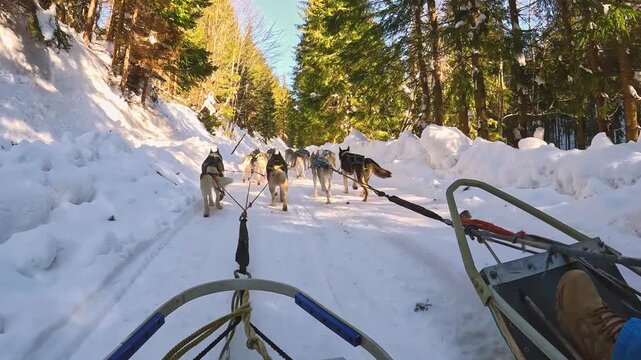Riding a dog sled in winter on snow covered forest road, first person view