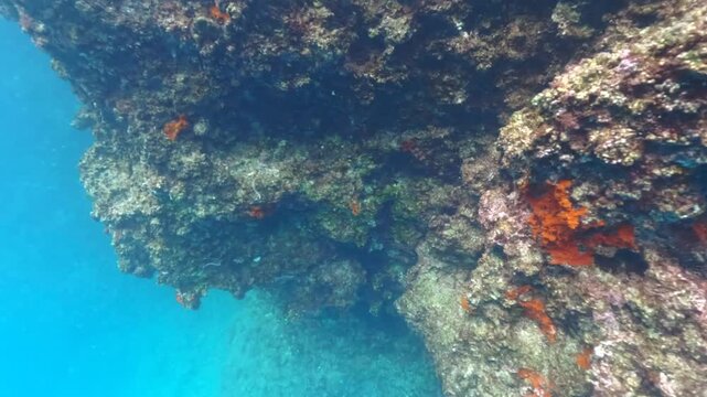 Snorkeling in Oludeniz, Turkey. Not much marine life, only few small fish swimming near algae and aquatic plants covered rocks at shore