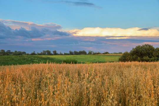 ​A golden wheat field stretches along a dense strip of green forest under an expressive cloudy sky. Soft evening lighting creates a harmonious contrast between warm tones of ripe crops and cool hues o