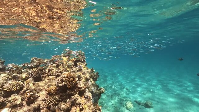 Snorkeling in Marsa Alam, large group of small fish swimming near coral covered rocks in rather shallow water, sun shines through surface