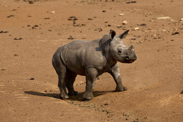 White rhino family with a young calf at Alzu Petroport, a wildlife viewing stop on the N4 highway between Johannesburg and Kruger National Park, South Africa. © Savory
