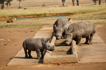 White rhino family with a young calf at Alzu Petroport, a wildlife viewing stop on the N4 highway between Johannesburg and Kruger National Park, South Africa. © Savory