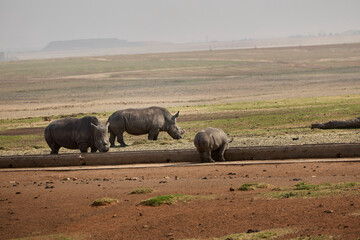 White rhino family with a young calf at Alzu Petroport, a wildlife viewing stop on the N4 highway between Johannesburg and Kruger National Park, South Africa. © Savory