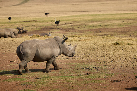 White rhino family with a young calf at Alzu Petroport, a wildlife viewing stop on the N4 highway between Johannesburg and Kruger National Park, South Africa.