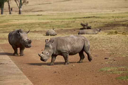 White rhino family with a young calf at Alzu Petroport, a wildlife viewing stop on the N4 highway between Johannesburg and Kruger National Park, South Africa.