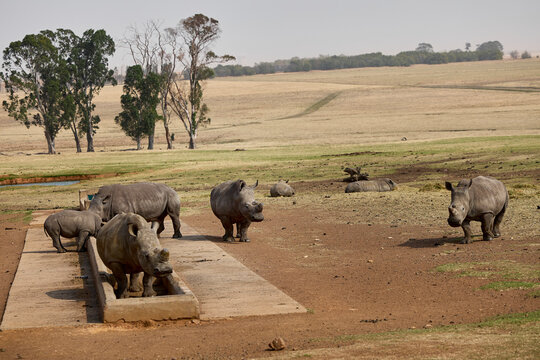 White rhino family with a young calf at Alzu Petroport, a wildlife viewing stop on the N4 highway between Johannesburg and Kruger National Park, South Africa.