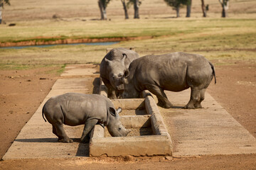 White rhino family with a young calf at Alzu Petroport, a wildlife viewing stop on the N4 highway between Johannesburg and Kruger National Park, South Africa. © Savory
