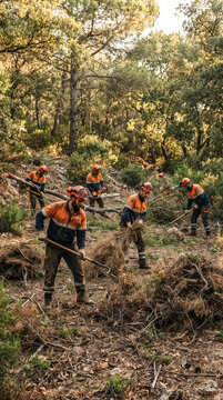 Brigada forestal realizando trabajos de limpieza del monte para reducir vegetaci&oacute;n seca y prevenir incendios, en un bosque mediterr&aacute;neo.