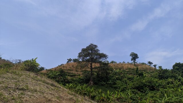 A dry hillside with sparse vegetation and scattered trees under a clear blue sky, showing the landscape during the dry season.