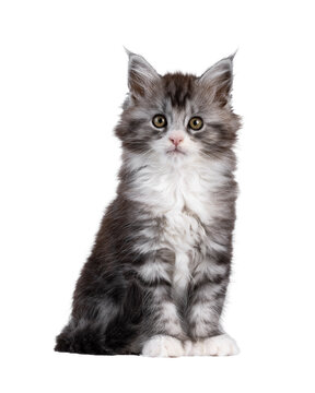 Cute polydactyl Maine Coon cat kitten, siting up facing front. Looking straight to camera. Isolated cutout on a transparent background.