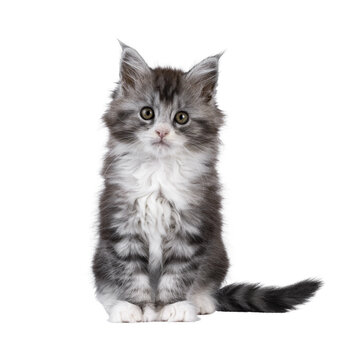 Cute polydactyl Maine Coon cat kitten, siting up facing front. Looking straight to camera. Isolated cutout on a transparent background.