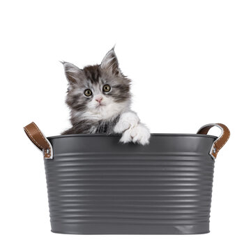 Cute polydactyl Maine Coon cat kitten, siting in metal tub. Poly paws on edge. Looking straight to camera. Isolated cutout on a transparent background.