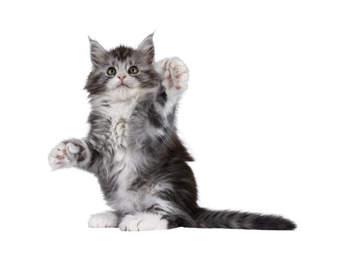 Cute polydactyl Maine Coon cat kitten, siting up playful on hind paws showing poly paws and belly. Looking up above camera. Isolated cutout on a transparent background.