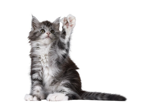 Cute polydactyl Maine Coon cat kitten, siting up side ways. One paw reaching up showing the extra toe beans. Looking above camera. Isolated cutout on a transparent background.