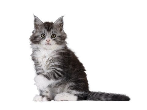 Cute polydactyl Maine Coon cat kitten, siting up side ways. One paw up showing the extra toes. Looking straight to camera. Isolated cutout on a transparent background.