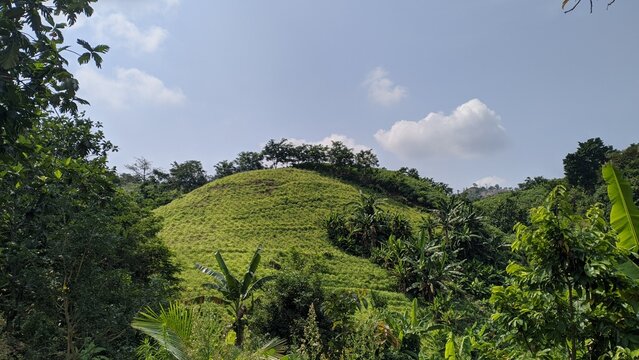 A lush green hillside covered with emerging vegetation and tropical plants under a bright blue sky, showing the landscape gradually recovering and turning green after the dry season.