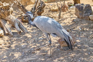 Obraz premium Demoiselle crane standing in natural habitat