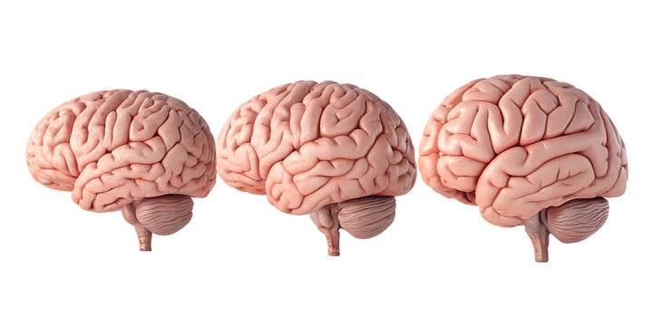 Three realistic human brains showing different growth sizes in a row isolated on transparent background